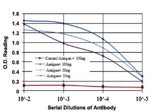 Anti-CREB1 Mouse Monoclonal Antibody [clone: 5G3]