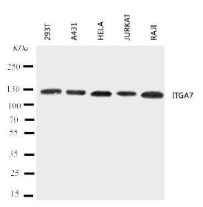 Anti-ITGA7 Rabbit Antibody