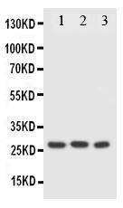 Anti-FADD Rabbit Polyclonal Antibody