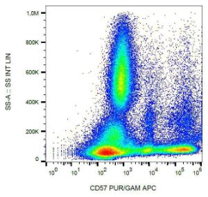 Surface staining of human buffy coat cells with Anti-CD57 Antibody (A86858)