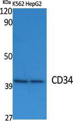 Western blot analysis of various cells using Anti-CD34 Antibody