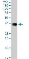 Anti-EEF1D Mouse Polyclonal Antibody