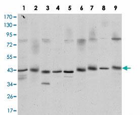 Anti-CREB1 Mouse Monoclonal Antibody [clone: 5G3]