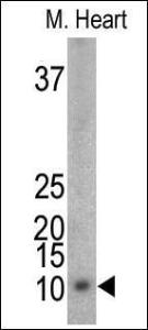 Anti-FXYD Domain-containing Ion Transport Regulator 1 Rabbit Polyclonal Antibody (APC (Allophycocyanin))