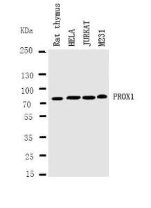 Anti-PROX1 Rabbit Antibody