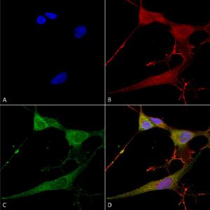 Immunocytochemistry/Immunofluorescence analysis of human neuroblastoma cells (SH-SY5Y), fixed in 4% PFA for 15  min, using Anti-NrCAM Antibody [S364-51] (A304970), at 1:100 for overnight at 4 °C with slow rocking.