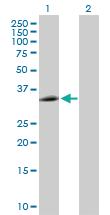 Anti-EEF1D Mouse Polyclonal Antibody