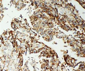 Anti-AIF Rabbit Antibody