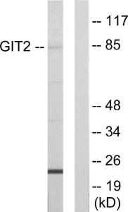 Anti-GIT2 antibody