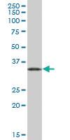 Anti-EEF1D Mouse Polyclonal Antibody