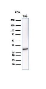 Western blot analysis of Raji cell line lysate using Anti-CD20 Antibody [IGEL/7015R]