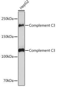 Western blot analysis of extracts of HepG2 cells, using Anti-C3 Antibody [ARC0541] (A306105) at 1:1000 dilution. The secondary Antibody was Goat Anti-Rabbit IgG H&L Antibody (HRP) at 1:10000 dilution. Lysates/proteins were present at 25 µg per lane