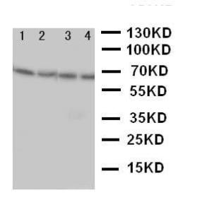 Anti-NOX1 Rabbit Polyclonal Antibody