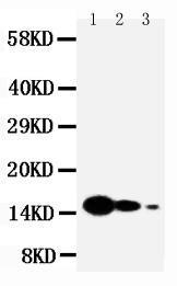 Anti-IL7 Rabbit Polyclonal Antibody