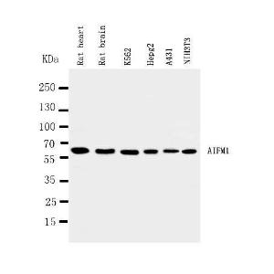 Anti-AIF Rabbit Antibody