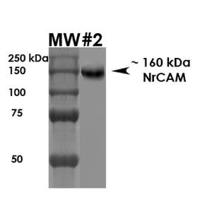 Western blot analysis of rat brain membrane showing detection of ~160 kDa NrCam protein using Anti-NrCAM Antibody [S364-51] (A304970) at 1:1000 for 1 hour at room temperature. Load: 10 µg.