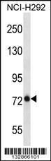 Anti-BMPER Rabbit Polyclonal Antibody (PE (Phycoerythrin))