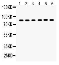 Anti-PLAT Rabbit Polyclonal Antibody