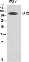 Anti-GIT2 antibody