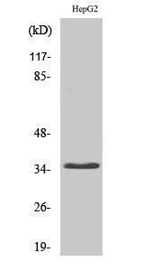 Western blot analysis of HepG2 cells using Anti-CD34 Antibody