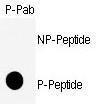 Anti-CDK1 Rabbit Polyclonal Antibody (Biotin)