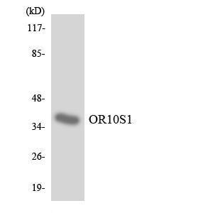 Western blot analysis of the lysates from HepG2 cells using Anti-OR10S1 Antibody