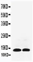 Anti-IL13 Rabbit Polyclonal Antibody