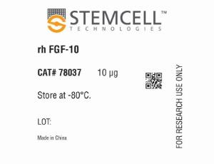 Human recombinant FGF-10 (KGF-2)