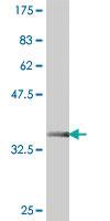 Anti-DDX39B Mouse Polyclonal Antibody