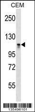 Anti-DNMT3A Rabbit Polyclonal Antibody (APC (Allophycocyanin))