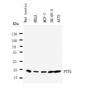 Anti-Securin Rabbit Antibody