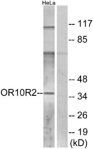 Western blot analysis of lysates from HeLa cells using Anti-OR10R2 Antibody. The right hand lane represents a negative control, where the antibody is blocked by the immunising peptide.