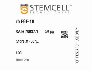 Human recombinant FGF-10 (KGF-2)