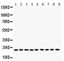 Anti-PRDX1 Rabbit Polyclonal Antibody