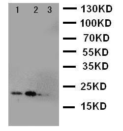 Anti-FGF21 Rabbit Polyclonal Antibody