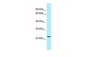 Anti-RLN2 Rabbit Polyclonal Antibody