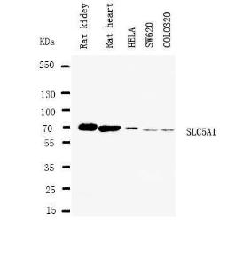 Anti-SGLT1 Rabbit Antibody