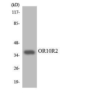 Anti-OR10R2 Rabbit Polyclonal Antibody