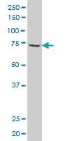 Anti-BMP1 Mouse Polyclonal Antibody