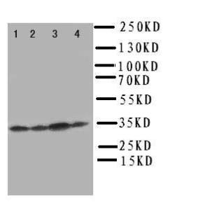 Anti-Podoplanin/gp36 Rabbit Polyclonal Antibody