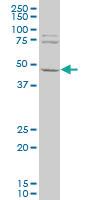 Anti-EEF1G Mouse Polyclonal Antibody