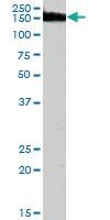 Anti-MYO9B Goat Polyclonal Antibody