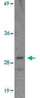 Anti-XBP1 Mouse Monoclonal Antibody [clone: 3H1G4]