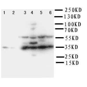 Anti-Podoplanin/gp36 Rabbit Polyclonal Antibody