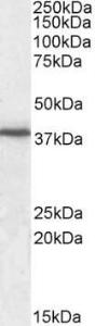 Anti-F11R Goat Polyclonal Antibody