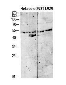 Anti-GDF 9 Rabbit Polyclonal Antibody