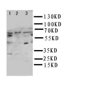 Anti-NUR77 Rabbit Polyclonal Antibody