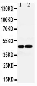 Anti-AVPR1A Rabbit Antibody