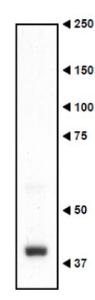 Anti-Necdin Antibody