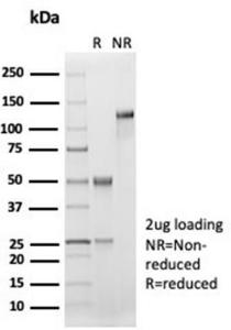 Anti-CD33 antibody